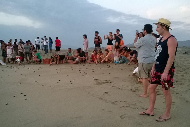 Preserving Baby Sea Turtles And Filling You With Energy In Bioluminescent Lights - The Significance of Turtle Preservation Since 1990