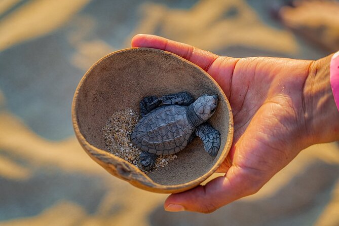 Preserving Baby Sea Turtles And Filling You With Energy In Bioluminescent Lights - Value and Booking Flexibility
