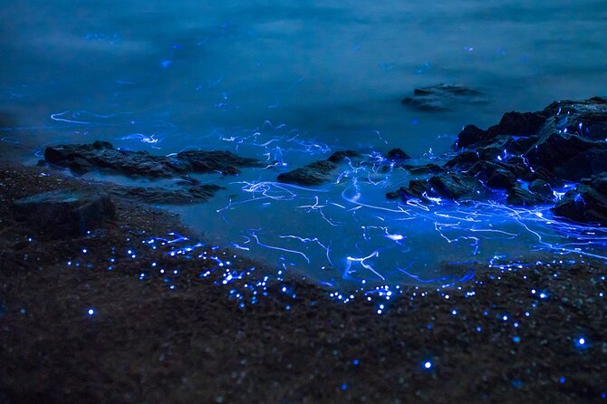 Preserving Baby Sea Turtles And Filling You With Energy In Bioluminescent Lights - Potential Limitations to Keep in Mind