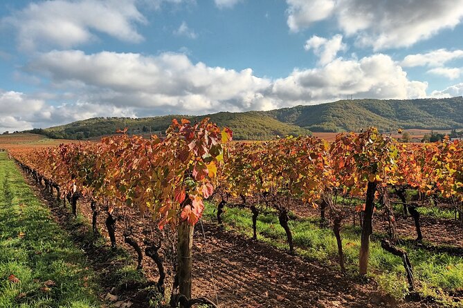 Prestige visit and tasting of 5 wines - Meeting Point and Tour Logistics