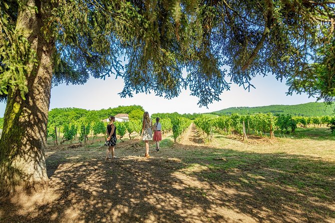 Prestige visit and tasting of 5 wines - The Sum Up: A Compact but Rich Wine Experience in Cahors