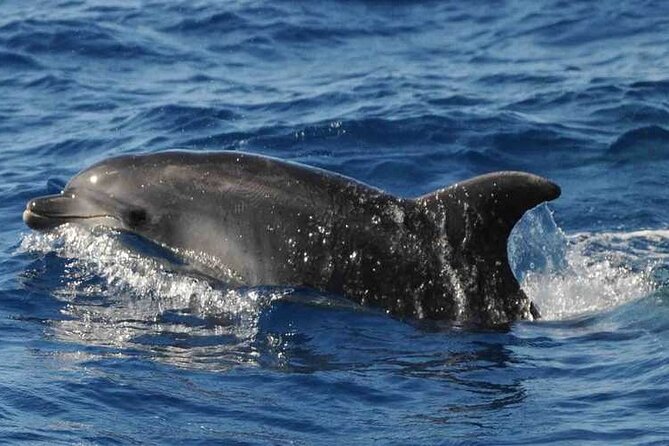 Prestigious cruiser private charter - What to Expect During the 3-Hour Cruise