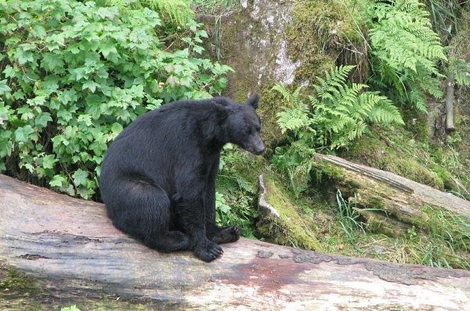 Prince of Wales Island Bear-Viewing Tour By Air From Ketchikan - Weather-Dependent Nature of the Tour