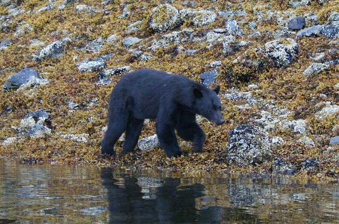 Prince of Wales Island Bear-Viewing Tour By Air From Ketchikan - Highly Praised Guides Make the Experience Memorable