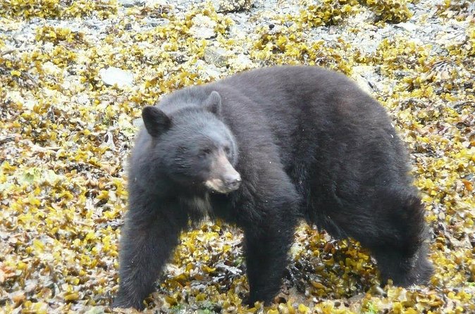 Prince of Wales Island Bear-Viewing Tour By Air From Ketchikan - Booking in Advance is Recommended for Availability