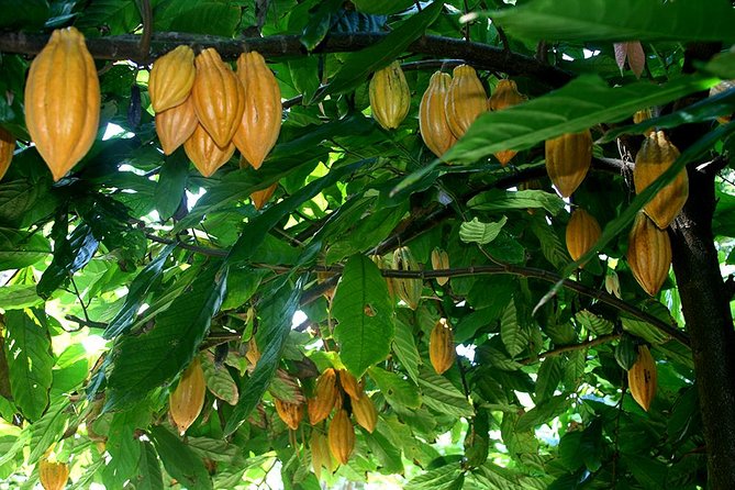 Princeville Botanical Gardens Tour and Chocolate Tasting Ticket - The Cacao Grove and Chocolate Production