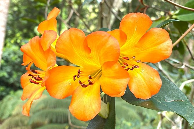 Princeville Botanical Gardens Tour and Chocolate Tasting Ticket - The Guided Narrative and Educational Aspects