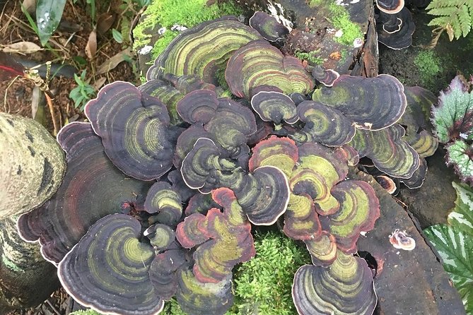 Princeville Botanical Gardens Tour and Chocolate Tasting Ticket - Physical Requirements and Accessibility