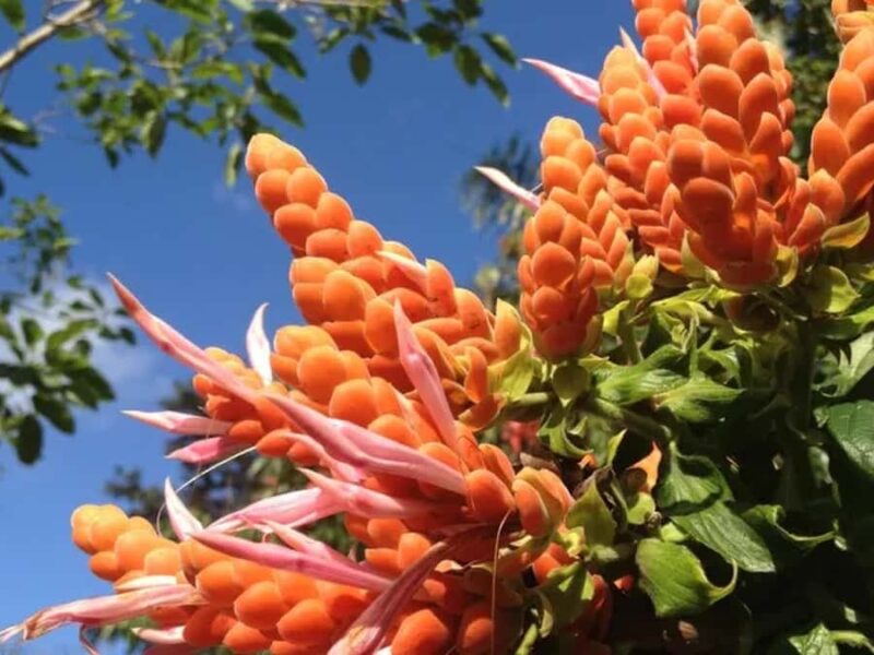 Princeville: Guided Botanical Gardens and Chocolate Tour - Explore Kauai’s Tropical Beauty at Princeville Botanical Gardens