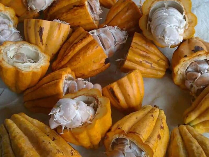 Princeville: Guided Botanical Gardens and Chocolate Tour - The One-Hour Chocolate Tasting Experience