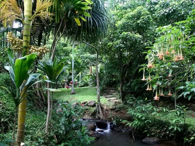 Princeville: Guided Botanical Gardens and Chocolate Tour - The Garden Experience: Beauty and Conservation