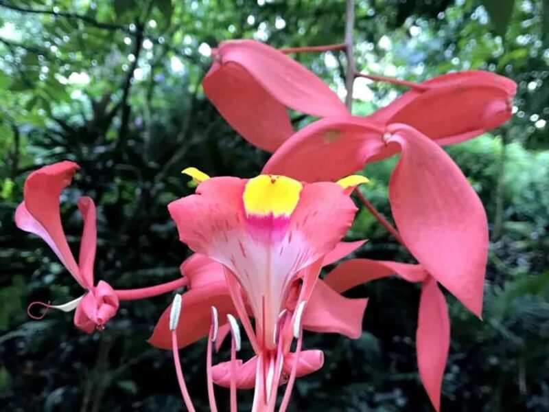 Princeville: Guided Botanical Gardens and Chocolate Tour - Chocolate Tasting: A Gourmet Journey