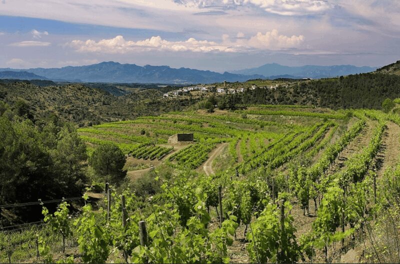 Priorat tour to 3 small wineries and hotel pick-up - Exploring the Charm of Priorat in Just One Day