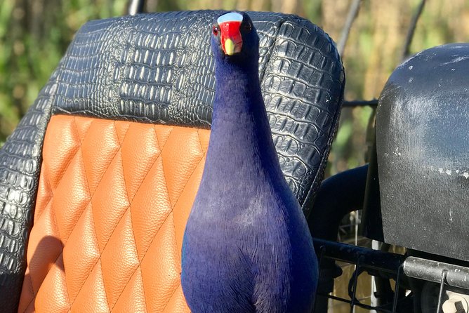 Private 1.5-Hour Airboat Tour of Miami Everglades - Drinks and Other Inclusions