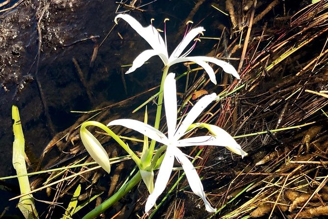 Private 1.5-Hour Airboat Tour of Miami Everglades - How This Tour Compares to Others