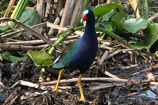 Private 1-Hour Airboat Tour of Miami Everglades - Exploring the Alligator-Lined Waterways of the Everglades