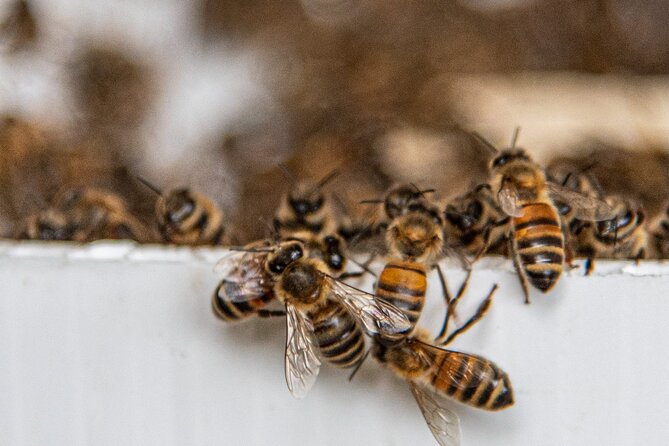 Private 2-Hour Beekeeping Classroom Tour in Honokaa - Interacting with Farm Animals on the Property