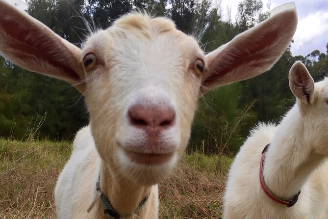 Private 2-Hour Beekeeping Classroom Tour in Honokaa - Weather Policy and Cancellation Terms