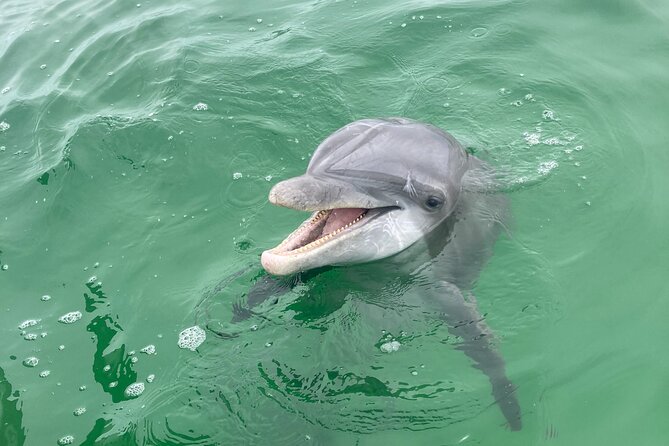 Private 2-Hour Dolphin and Sightseeing Tour - Key Points