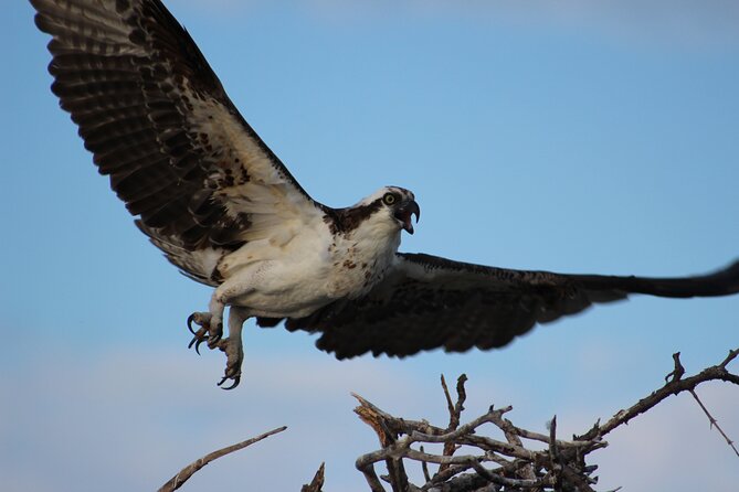 Private 2 hour Mangrove Ecotour - Wildlife Encounters in the Mangroves