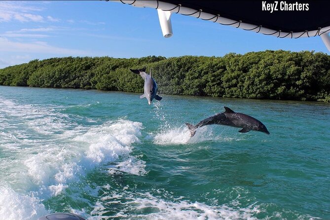 Private 2 hour Mangrove Ecotour - The Experience of a Private Boat Tour