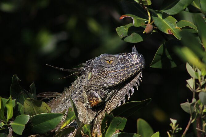 Private 2 hour Mangrove Ecotour - Pricing and Value for a Private Ecotour
