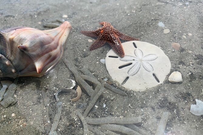 Private 2 Hour Morris Island and River Cruise - The Tour Experience and Physical Requirements