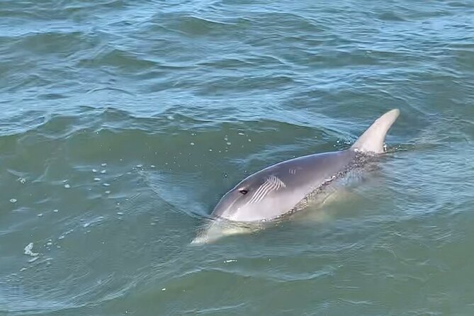 Private 2 Hour Morris Island and River Cruise - Guides and Service Quality