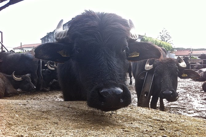 Private 2 Hour Paestum Tour - Who Should Consider This Tour?