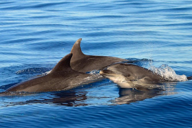 Private 2 hour Whale Watching Tour - Key Points