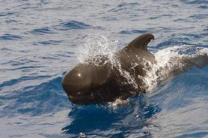 Private 2 hour Whale Watching Tour - Expert Guides and Live Commentary on Marine Life