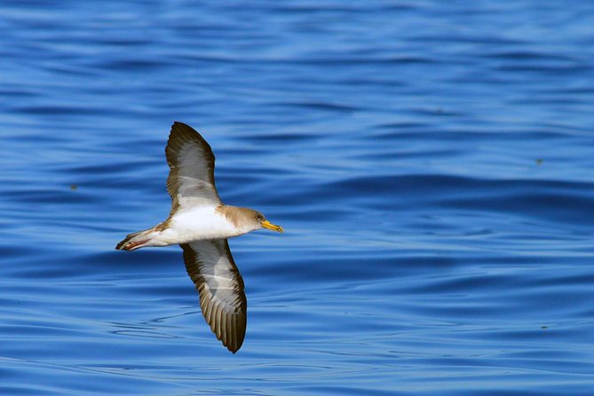 Private 2 hour Whale Watching Tour - Close Encounters with Pilot Whales and Dolphins