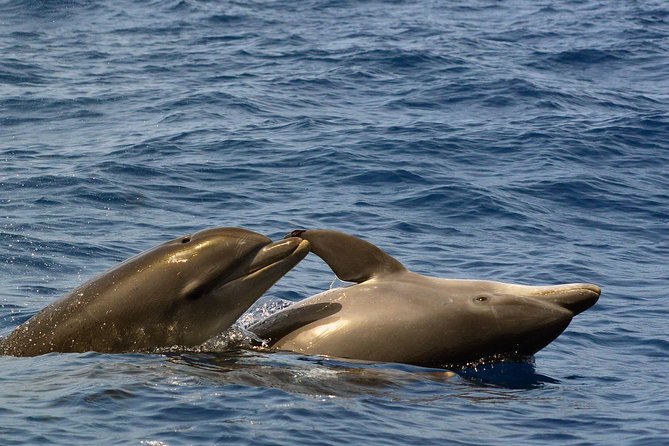 Private 2 hour Whale Watching Tour - Listening to Whales and Dolphins on a Hydrophone
