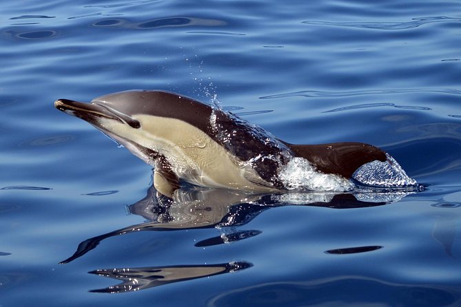 Private 2 hour Whale Watching Tour - Photos of Marine Encounters Emailed After the Tour