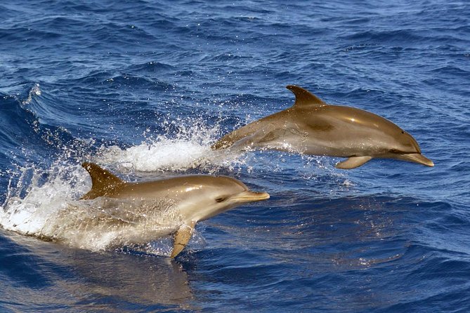 Private 2 hour Whale Watching Tour - The Small-Group Advantage for Better Visibility