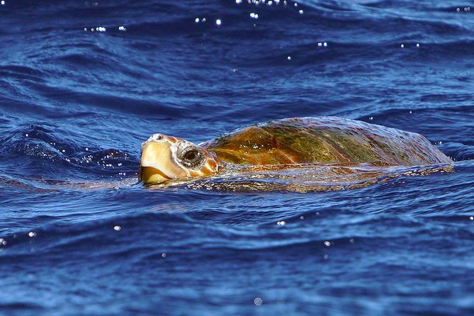 Private 2 hour Whale Watching Tour - The Commitment to Eco-Friendly and Responsible Wildlife Watching