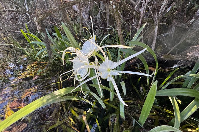 Private 2Hour Clear Kayak/ROC Paddle Board Rental on Silver River - Dogs Welcome and Pet-Friendly Atmosphere