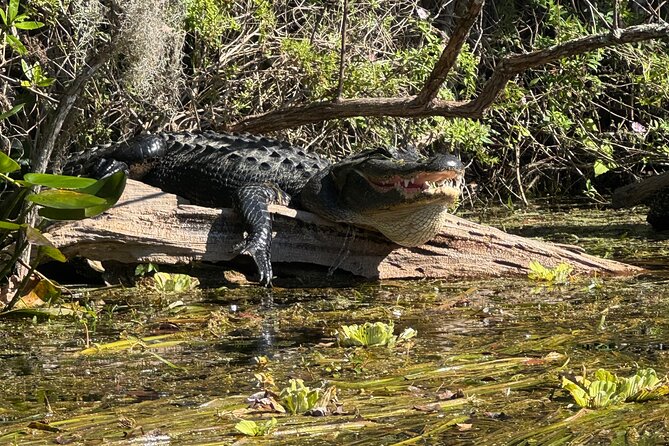 Private 2Hour Clear Kayak/ROC Paddle Board Rental on Silver River - Physical Requirements and Accessibility
