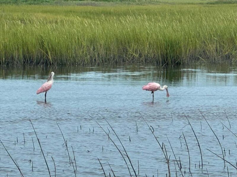 PRIVATE 2HR DOLPHIN CRUISE - The Wildlife You Might Encounter