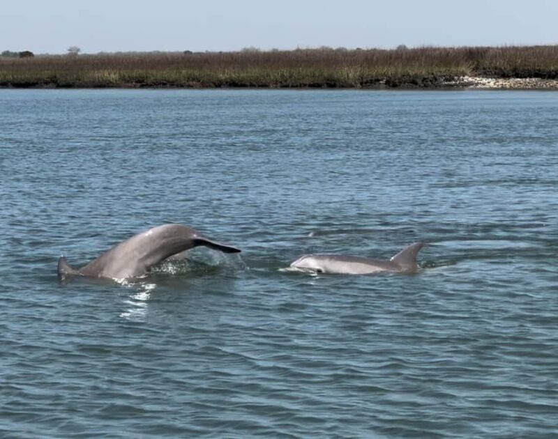 PRIVATE 2HR DOLPHIN CRUISE - Limitations to Consider