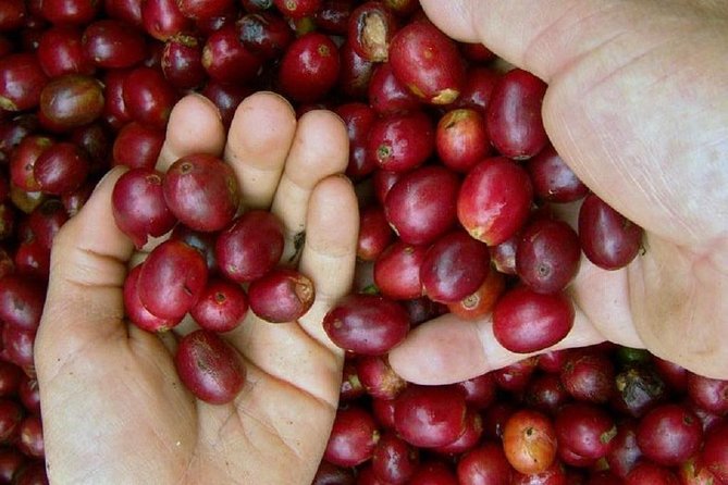 Private 3-City Shore Excursion Coffee and Commerce Adventure - Scenic Views and Traditional Architecture Highlights