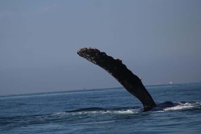 Private 3-hour Whale Watching Activity in Mazatlan - Practical Logistics: Meeting Point and Accessibility