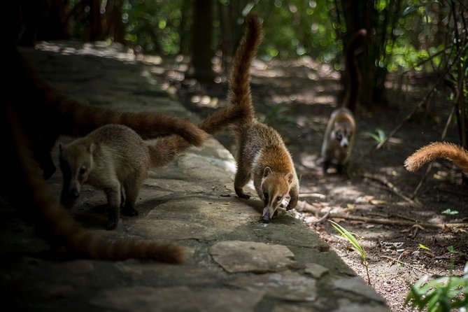 Private 3 in 1 Discovery Combo Tours Tulum Ruins, Snorkeling & Cenotes Adventure - Booking, Cancellation, and Flexibility