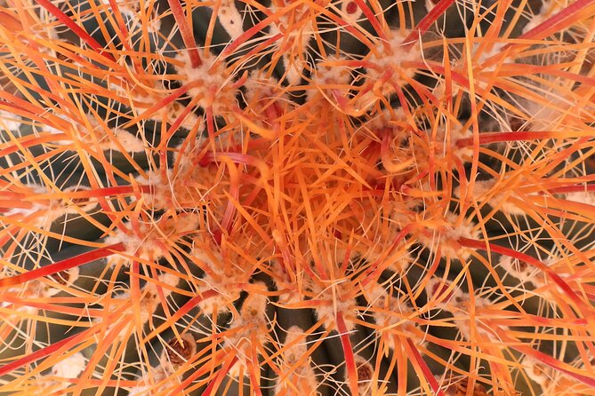 Private-36 Hour Adventure in Joshua Tree National Park - Key Points