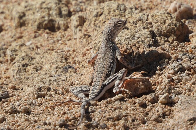 Private-36 Hour Adventure in Joshua Tree National Park - Food and Drink: Staying Hydrated and Nourished