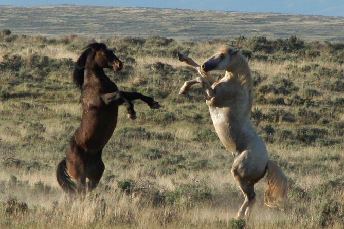 Private 4 Hour Red Canyon Wild Mustang Air Conditioned Van Tours - Key Points