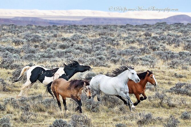 Private 4 Hour Red Canyon Wild Mustang Air Conditioned Van Tours - Expert Guides Share Engaging Local Knowledge
