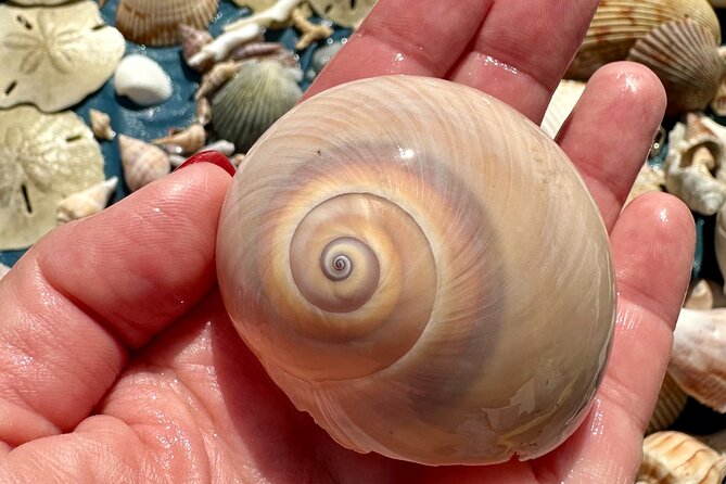 Private 4 Hour Shell Key Island Adventure Dolphins and Shells - Cruising Through Dolphin Bay: Spotting Bottlenose Dolphins