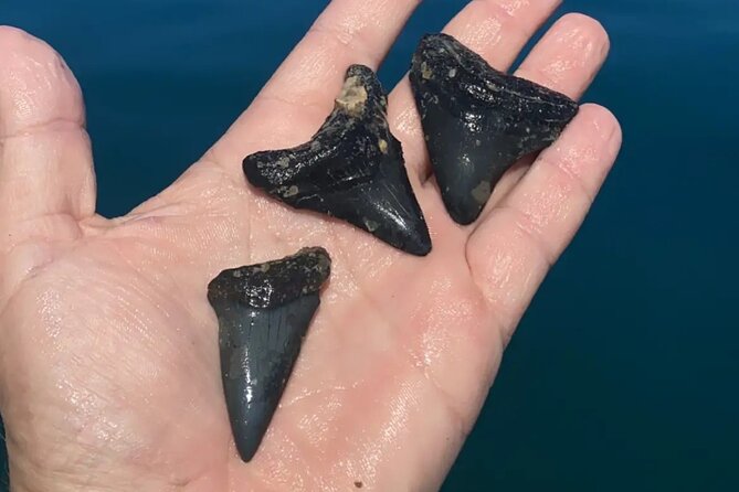 Private 4 Hour Shell Key Island Adventure Dolphins and Shells - What to Expect When Shelling at Shell Key