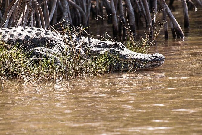 Private 4-hour Tour of Everglades from Miami Dade - The Airboat Ride: An Up-Close Wildlife Encounter